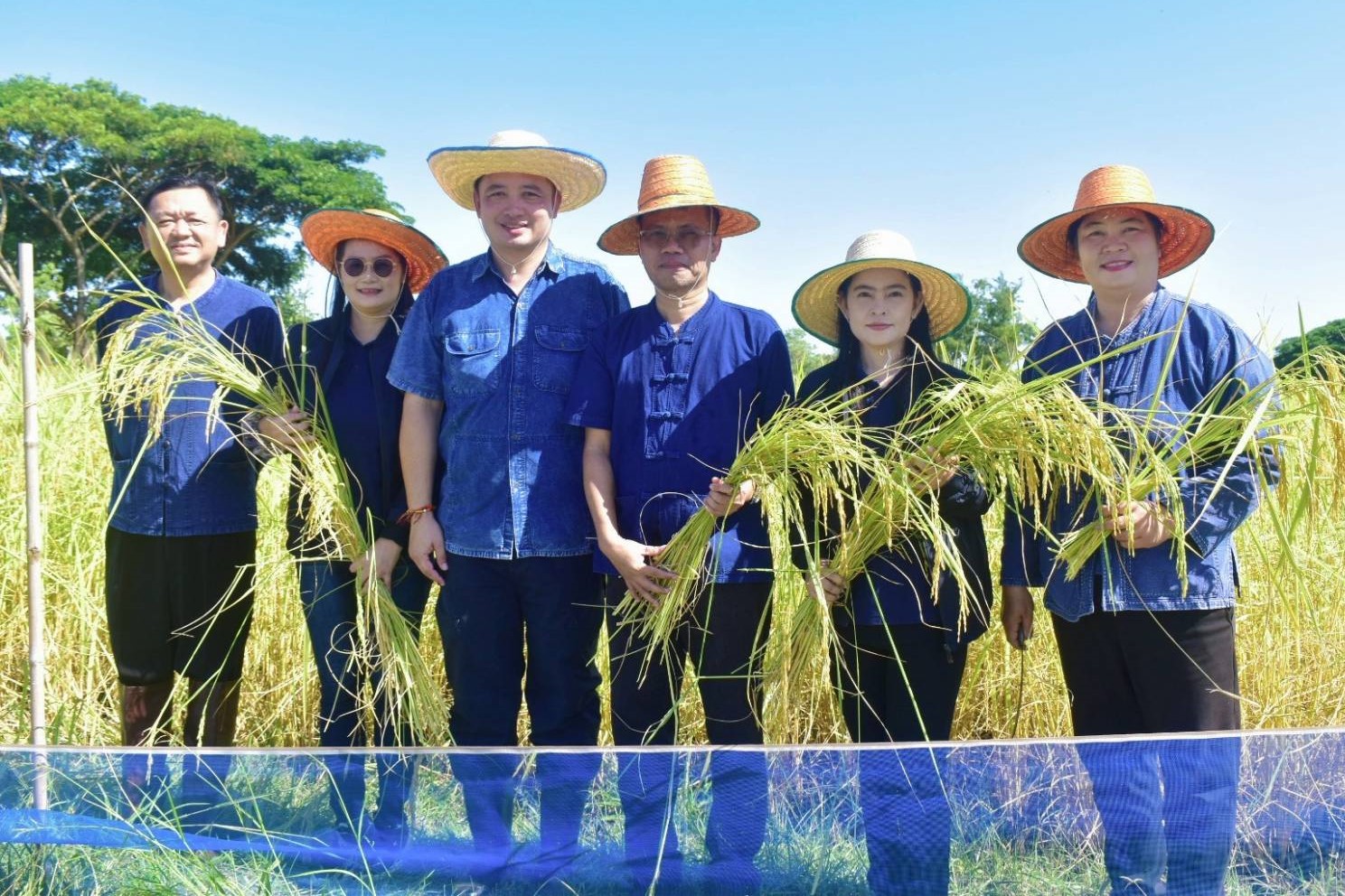 พาณิชย์ ร่วมกิจกรรมลงแขกเกี่ยวข้าว ภายใต้โครงการ สืบสานภูมิปัญญาข้าวหอมใบเตย สู่การท่องเที่ยวชุมชน